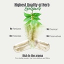herbsforever-gurmar-capsules-gymnema-syl-6.jpg