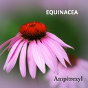 ampitrexyl-plus-100-natural-antioxidant--3.jpg