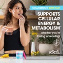 obvi-collagenic-burn-pm-multi-collagen-b-6.jpg
