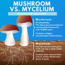 bold-botanica-mushroom-supreme-7-mushroo-5.jpg