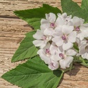 pure-original-ingredients-marshmallow-ro-5.jpg