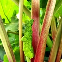 earthborn-elements-turkey-rhubarb-extrac-5.jpg