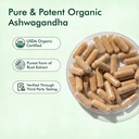 ashwagandha-500mg-capsules-withania-somn-4.jpg
