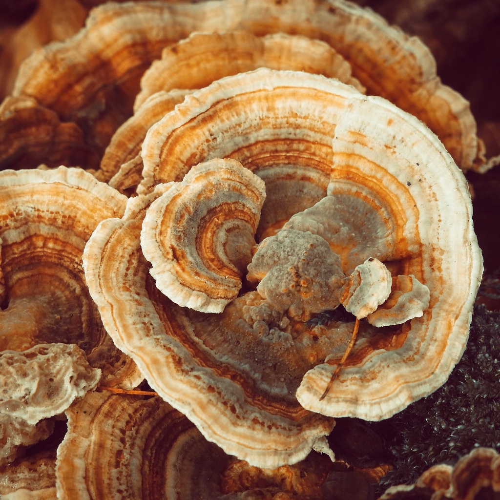 pure-original-ingredients-turkey-tail-mu-4.jpg
