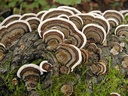 turkey-tail-mushroom-trametes-versicolor-6.jpg