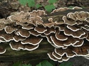 turkey-tail-mushroom-trametes-versicolor-5.jpg