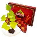 kumsan-ginseng-distinguished-family-kore-5.jpg