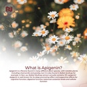 nootropics-depot-apigenin-capsules-50mg--4.jpg
