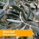 herb-pharm-certified-organic-olive-leaf--3.jpg
