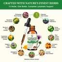 gornvb-lymphatic-drainage-drops-lymphati-3.jpg