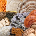 north-spore-organic-spectrum-10-high-pot-4.jpg