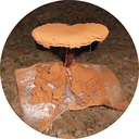 dragon-herbs-duanwood-reishi-spore-oil-s-6.jpg