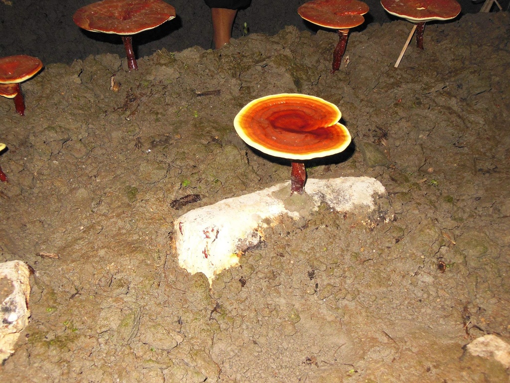 dragon-herbs-duanwood-reishi-spore-oil-s-5.jpg