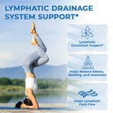 lymphatic-drainage-supplement-with-echin-3.jpg