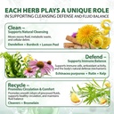 lymphatic-drainage-capsules-natural-herb-6.jpg