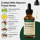 lymphatic-drainage-drops-lymphatic-syste-2.jpg