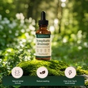 lymphatic-drainage-drops-lymphatic-syste-3.jpg