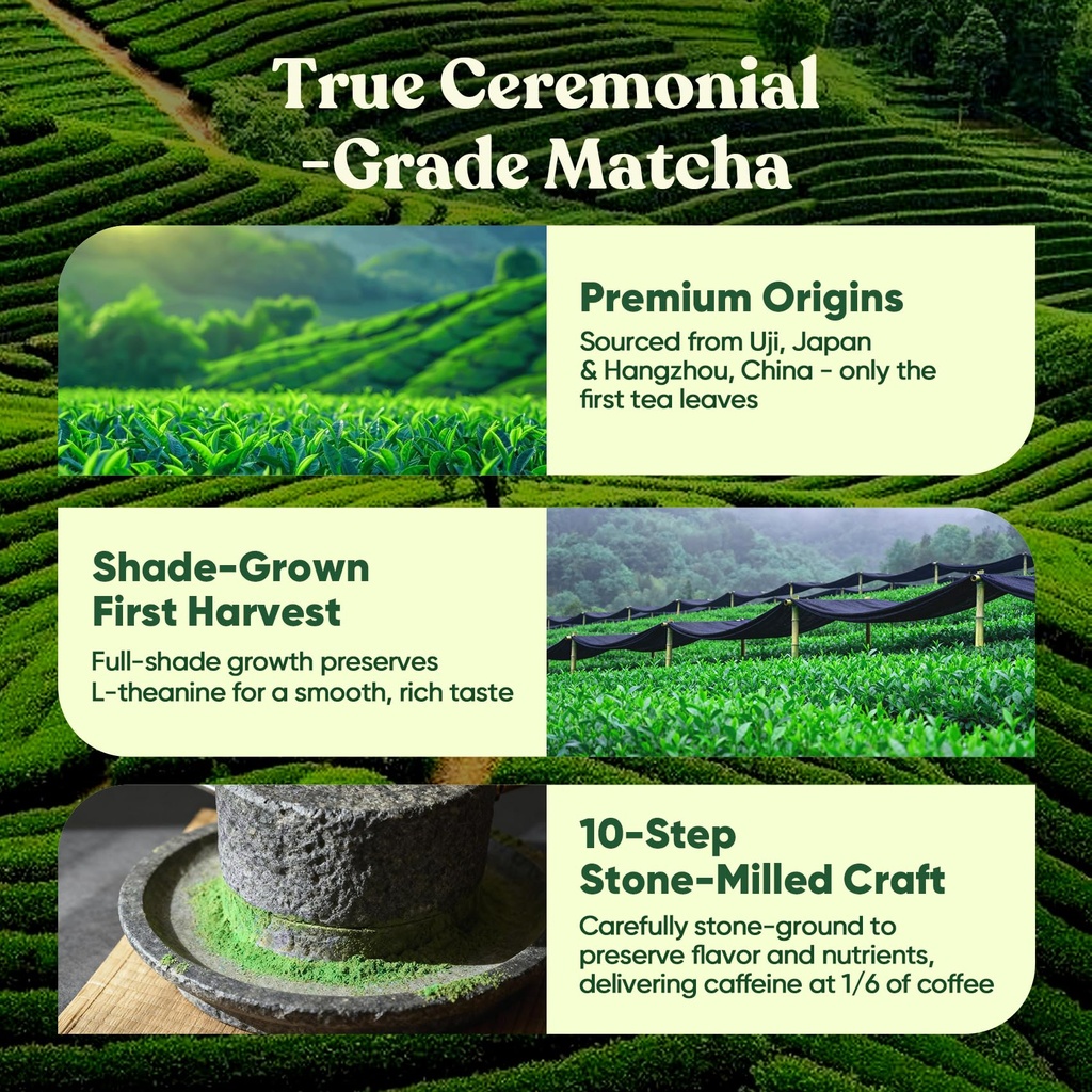 venture-pal-ceremonial-grade-mushroom-ma-6.jpg