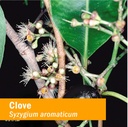 herb-pharm-certified-organic-clove-and-w-3.jpg