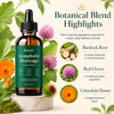 elavyn-lymphatic-drainage-flow-by-elavyn-5.jpg