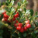 earthborn-elements-cranberry-extract-200-6.jpg