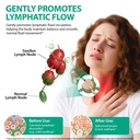 lymphatic-drainage-supplements-drops-21--5.jpg