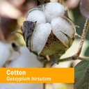 herb-pharm-certified-organic-cotton-root-2.jpg