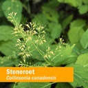 herb-pharm-certified-organic-stoneroot-b-6.jpg