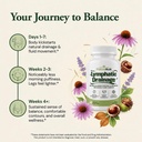 lymphatic-drainage-support-echinacea-hor-6.jpg