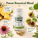 lymphatic-drainage-support-echinacea-hor-5.jpg
