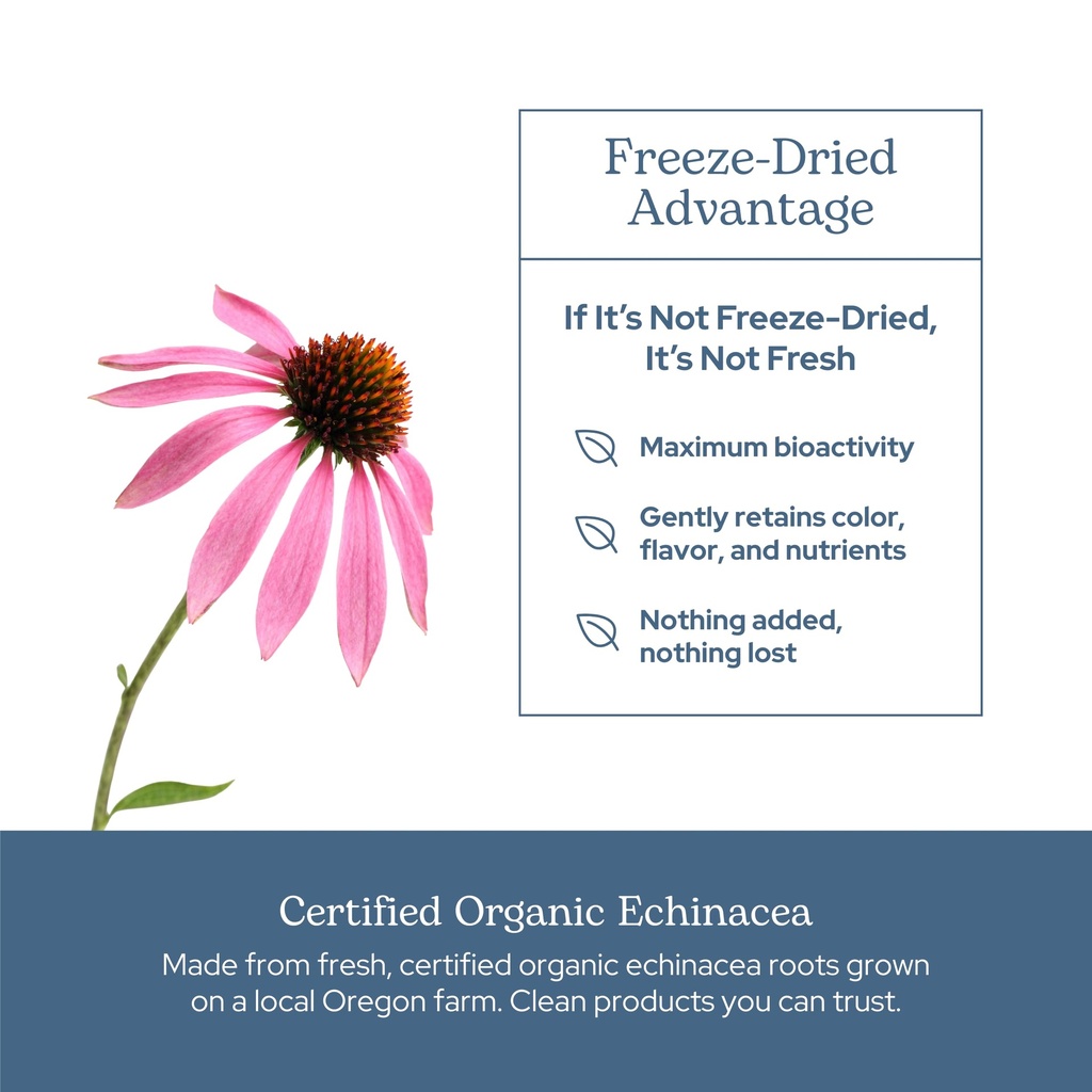 eclectic-herb-organic-echinacea-purpurea-5.jpg