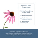 eclectic-herb-organic-echinacea-purpurea-5.jpg