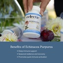 eclectic-herb-organic-echinacea-purpurea-4.jpg