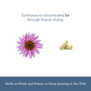 eclectic-herb-organic-echinacea-purpurea-6.jpg