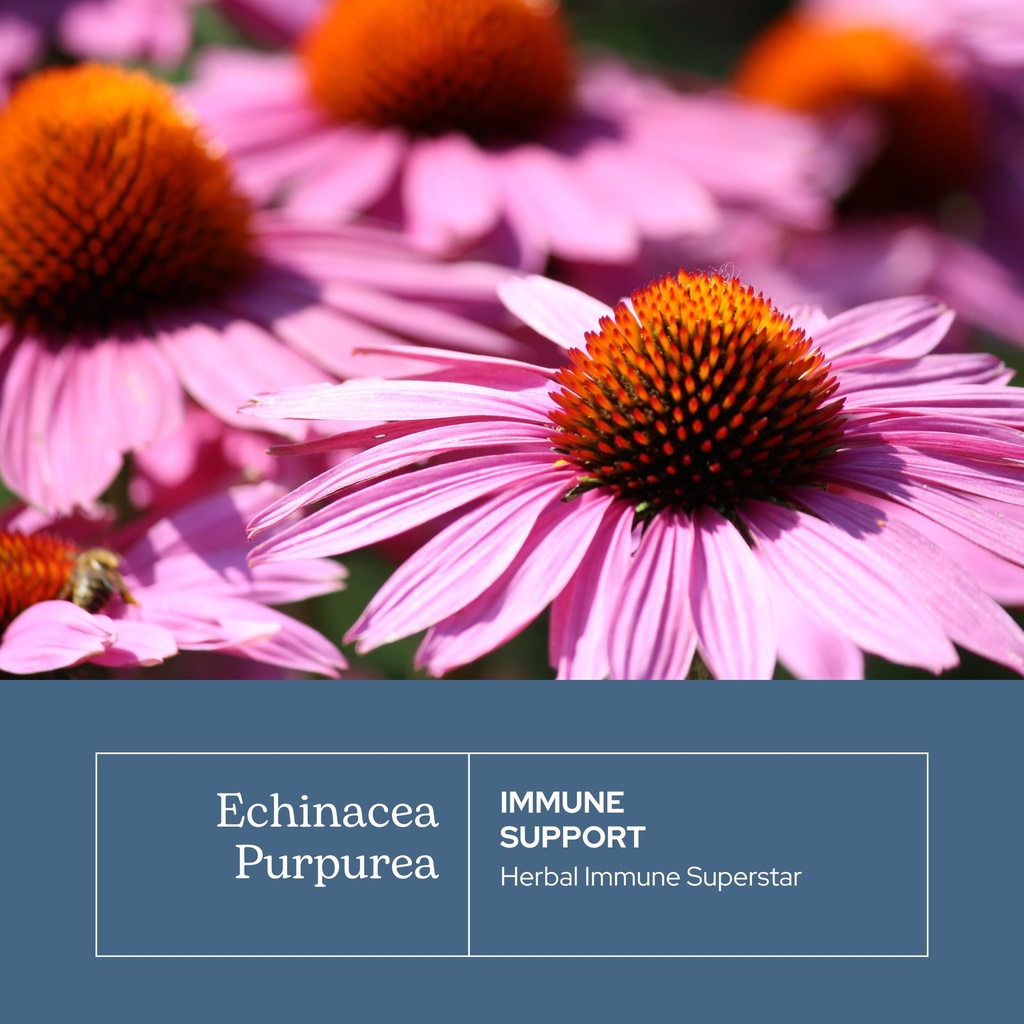 eclectic-herb-organic-echinacea-purpurea-3.jpg