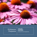 eclectic-herb-organic-echinacea-purpurea-3.jpg