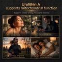 12-in-1-urolithin-a-supplement-supports--3.jpg