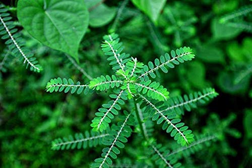 amla-supplement-uric-acid-natural-antiox-5.jpg