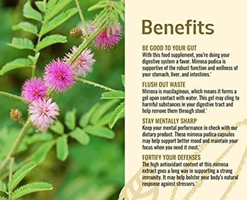 thotta-sinungi-seed-powder-mimosa-pudica-3.jpg