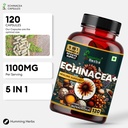 humming-herbs-echinacea-complex-with-tul-6.jpg