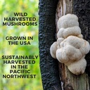 lions-mane-think-honey-tincture-usa-wild-4.jpg