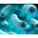 bariatricpal-probiotic-100-billion-cfu-g-5.jpg