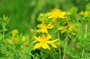 health-embassy-st-johns-wort-herb-tea-hy-5.jpg