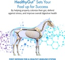 healthygut-foal-kit-for-horses-dietary-s-2.jpg
