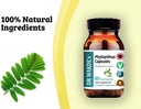 dr-wakdes-phyllanthus-capsules-bhumi-aml-4.jpg