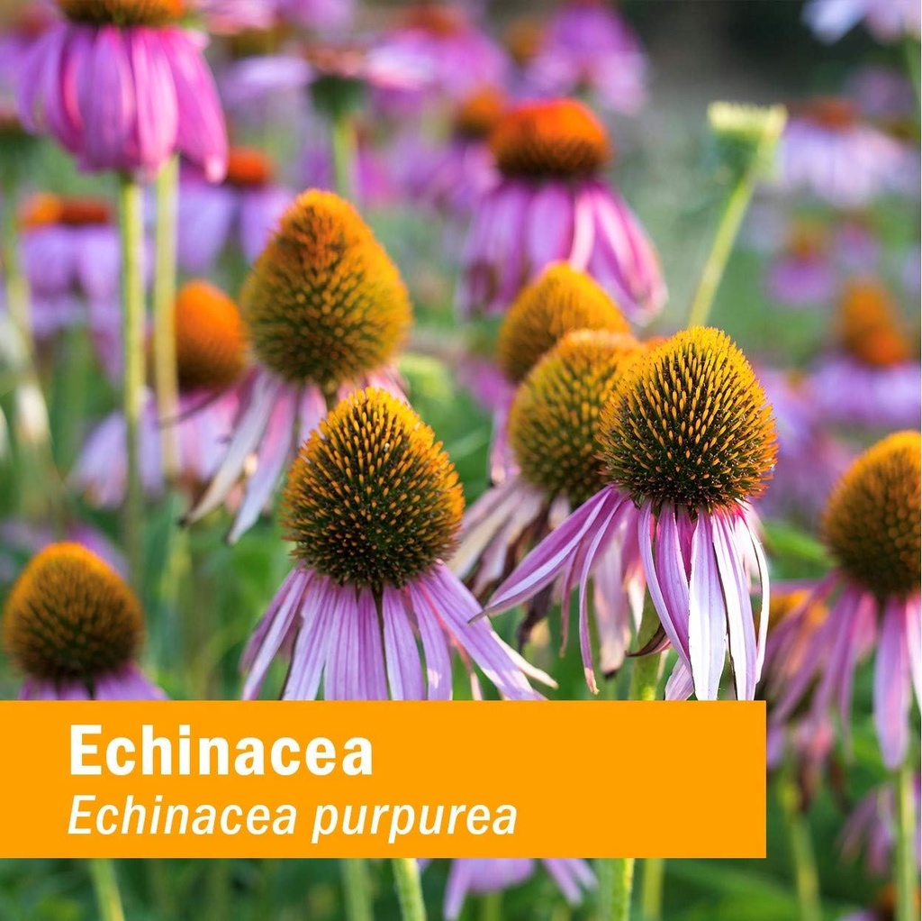 herb-pharm-organic-echinacea-root-extrac-3.jpg