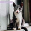 synacore-feline---30-count-all-natural-f-4.jpg