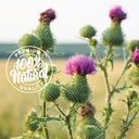 herbaila-milk-thistle-seeds-1-lb-silymar-5.jpg