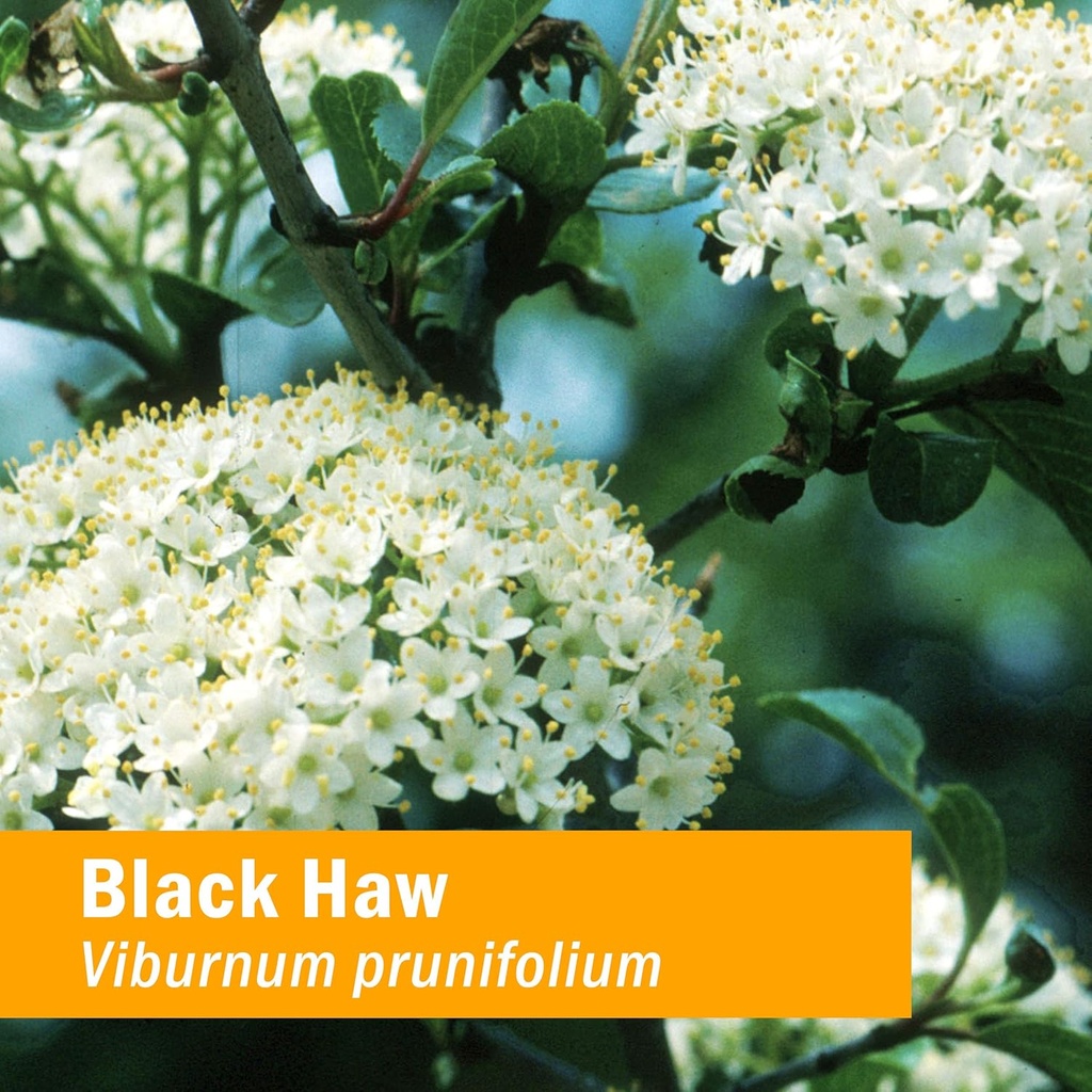herb-pharm-certified-organic-black-haw-l-2.jpg
