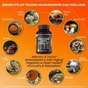 nootropic-mushroom-supplement---lions-ma-4.jpg